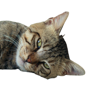 Cute Tabby Cat Lying Indoors With A Curious Expression And Soft Fur. 16038 - Cat PNG image with transparent background